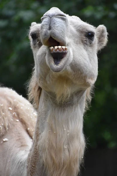 Camelo Zoológico — Fotografia de Stock