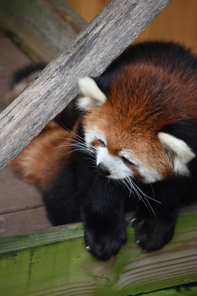 Panda Rouge Dans Zoo — Photo