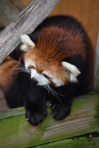 Panda Rouge Dans Zoo — Photo