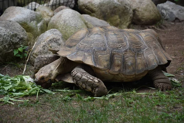 Tortue Dans Zoo — Photo