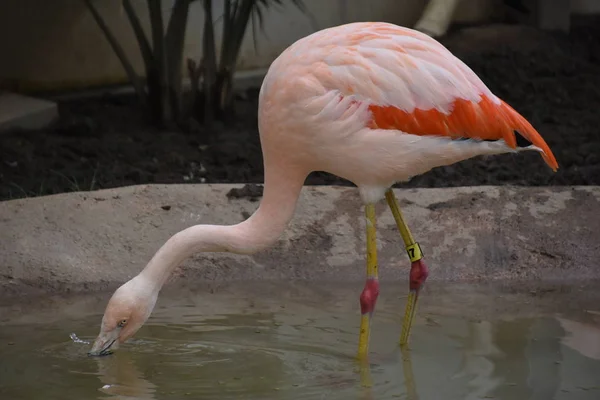 Flamingo Bir Hayvanat Bahçesi — Stok fotoğraf