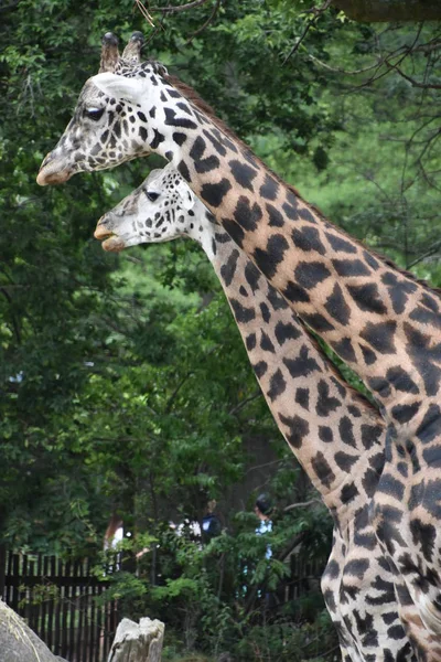 Girafa Într Grădină Zoologică — Fotografie, imagine de stoc