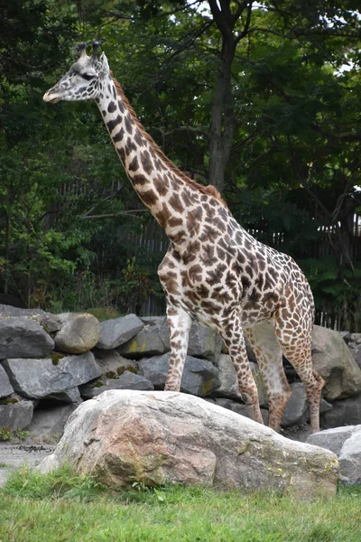 Жираф Зоопарку — стокове фото
