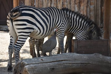 Zebra hayvanat bahçesinde