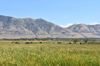 Utah 'tan Idaho' ya giderken manzara.