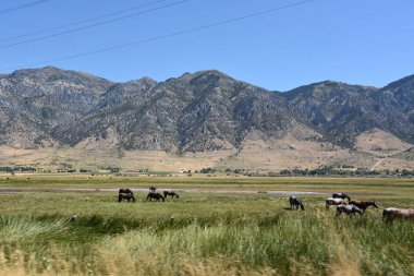 Utah 'tan Idaho' ya giderken manzara.