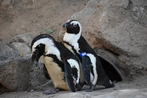 Pinguins Aquário — Fotografia de Stock
