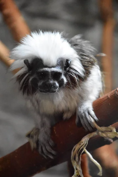 Liten Liten Tamarin — Stockfoto