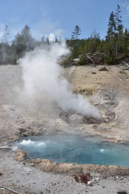 Beryl bahar Yellowstone Milli Parkı