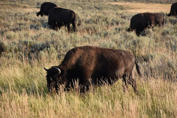 Bison, yellowstone Milli Parkı