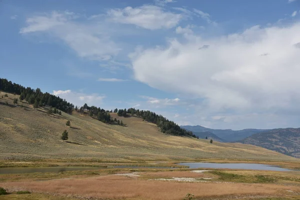 Stagni Coda Nera Parco Nazionale Yellowstone — Foto Stock