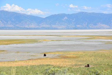 Utah 'taki Antilop Adası Eyalet Parkı