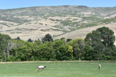 Wasatch, Ut - 27 Ağustos: Jordanelle State Park Wasatch County, Utah, 27 Ağustos 2017 üzerinde görüldüğü gibi. 29 Haziran 1995 tarihinde açıldı.