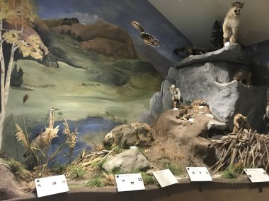 Wasatch Dağı Eyalet Parkı Park City, Utah yakınlarında.