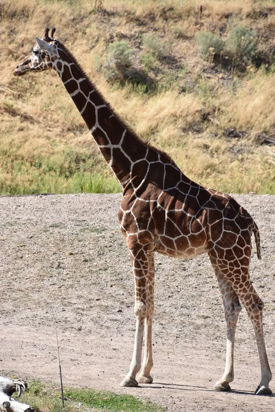 動物園のキリン — ストック写真