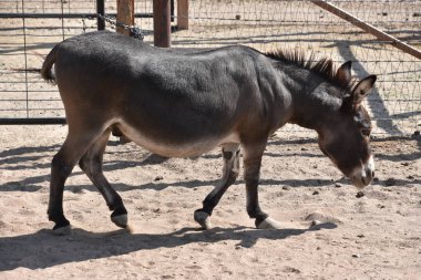 eşek bir çiftlikte