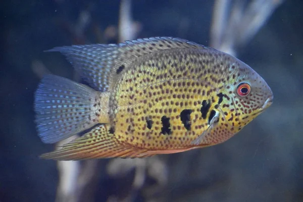 Schöne Fische Wasser — Stockfoto