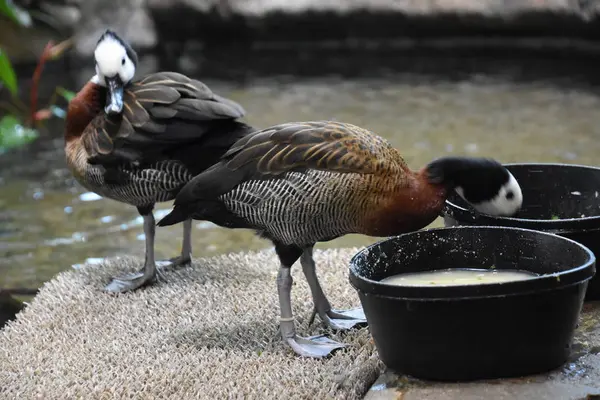 Duck Zoo — Stock Photo, Image