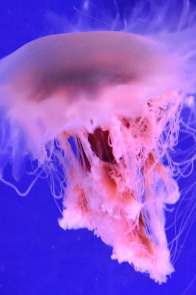 Jellyfish Juba Leão Água — Fotografia de Stock