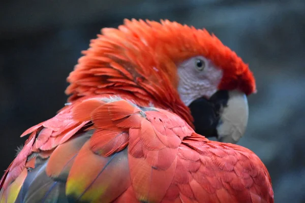 Carino Colorato Pappagallo Tropicale — Foto Stock