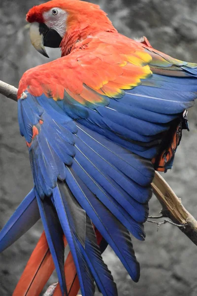 Niedlicher Farbenfroher Tropischer Papagei — Stockfoto