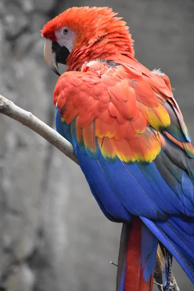 可爱的五颜六色的热带鹦鹉 — 图库照片