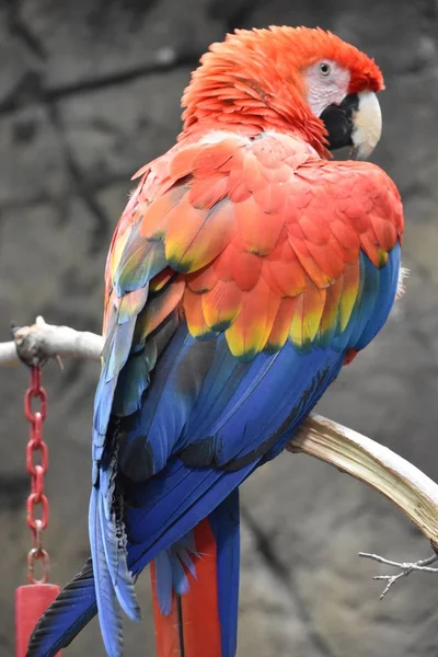 Carino Colorato Pappagallo Tropicale — Foto Stock