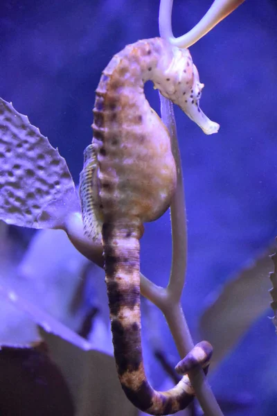 Seahorse Water — Stock Photo, Image