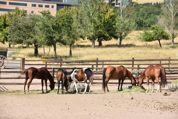 Cavalos Uma Fazenda — Fotografia de Stock