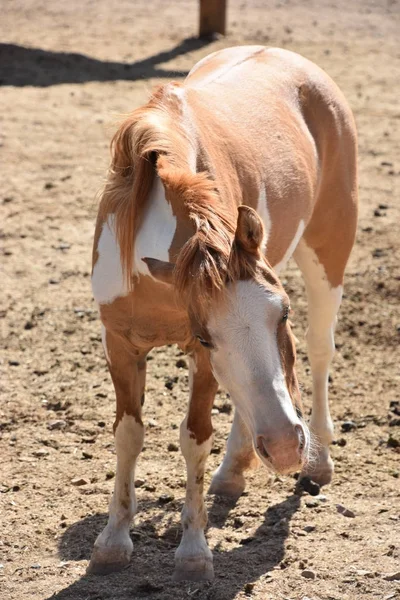 Pferde Auf Einem Bauernhof — Stockfoto