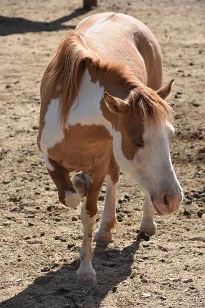 農場にいる馬は — ストック写真