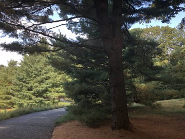 NEW CANAAN, CT - 2 Ekim 2019 'da New Canaan, Connecticut' ta Philip Johnson tarafından The Glass House 'un temelleri.