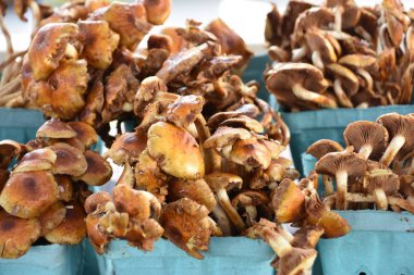 çeşitli mantarlar.