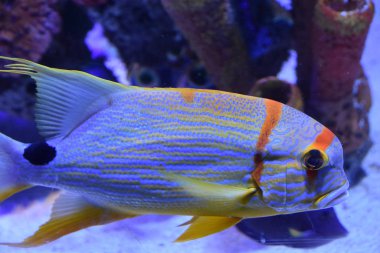 Akvaryumda Deniz Yaşamı