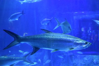 Akvaryumda Deniz Yaşamı