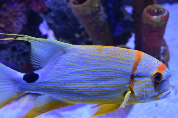 Marine Life Aquarium — Stock Photo, Image