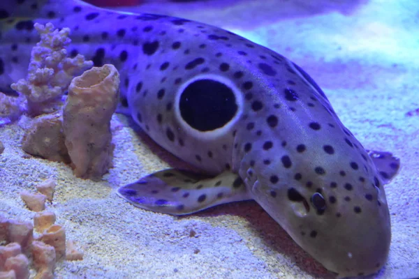 Mariene Leven Een Aquarium — Stockfoto