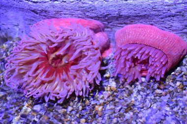 Su Tankında Deniz Anemonu