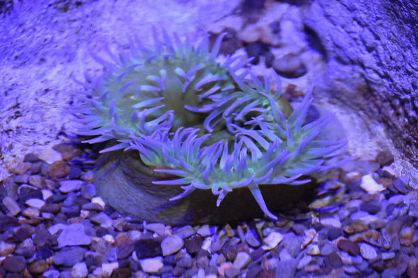 Tankında Deniz Anemonu — Stok fotoğraf