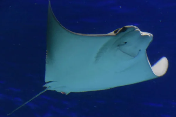 Sting Ray Vatten — Stockfoto