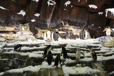 ORLANDO, FL NOV 27: 27 Kasım 2019 'da Florida' daki SeaWorld Orlando 'daki Penguen' in Antarktika İmparatorluğu 'ndaki penguenler. Bu bir tema ve deniz zooloji parkı. Canlı gösteriler ve gezintiler ve hayvan sergileri de dahil olmak üzere birçok eğlence alanı var..