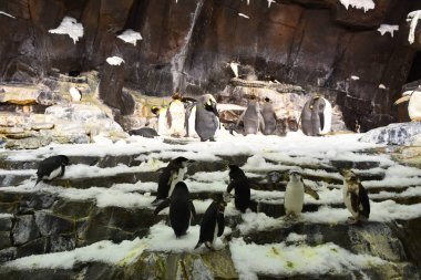 ORLANDO, FL NOV 27: 27 Kasım 2019 'da Florida' daki SeaWorld Orlando 'daki Penguen' in Antarktika İmparatorluğu 'ndaki penguenler. Bu bir tema ve deniz zooloji parkı. Canlı gösteriler ve gezintiler ve hayvan sergileri de dahil olmak üzere birçok eğlence alanı var..