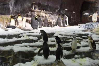 ORLANDO, FL NOV 27: 27 Kasım 2019 'da Florida' daki SeaWorld Orlando 'daki Penguen' in Antarktika İmparatorluğu 'ndaki penguenler. Bu bir tema ve deniz zooloji parkı. Canlı gösteriler ve gezintiler ve hayvan sergileri de dahil olmak üzere birçok eğlence alanı var..