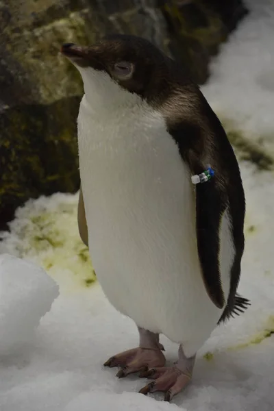 Pinguin Seinem Natürlichen Lebensraum — Stockfoto