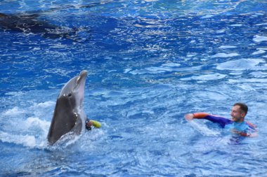 ORLANDO, FL NOV 27: 27 Kasım 2019 'da SeaWorld Orlando, Florida' da görülen Yunus Günleri gösterisi. Bu bir tema ve deniz zooloji parkı. Canlı gösteriler ve gezintiler ve hayvan sergileri de dahil olmak üzere birçok eğlence alanı var..