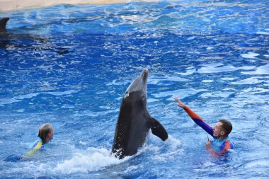 ORLANDO, FL NOV 27: 27 Kasım 2019 'da SeaWorld Orlando, Florida' da görülen Yunus Günleri gösterisi. Bu bir tema ve deniz zooloji parkı. Canlı gösteriler ve gezintiler ve hayvan sergileri de dahil olmak üzere birçok eğlence alanı var..