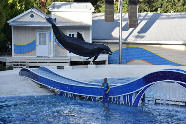 Orlando Nov Exposição Dolphin Days Seaworld Orlando Flórida Como Visto — Fotografia de Stock
