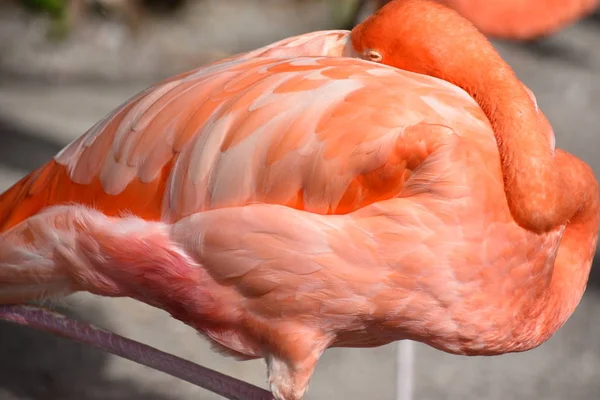 Joli Délicieux Flamingo Dans Zoo — Photo