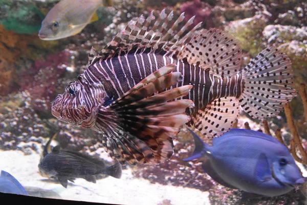 Lionfish Aquário — Fotografia de Stock