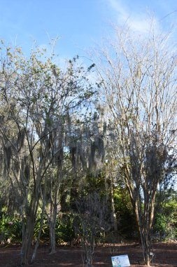 ORLANDO, FL NOV 29: 29 Kasım 2019 'da Orlando, Florida' daki Harry P. Leu Gardens 'da görüldü. Bahçeler, 200 yıllık meşe ve kamelya ormanları tarafından gölgelendirilmiş yaklaşık 50 dönüm arazili toprak ve göl içeriyor..